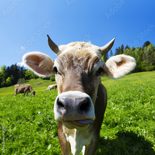 Kuh auf der Alm © by-studio