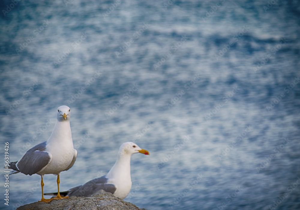 Gaviotas Gaviotas