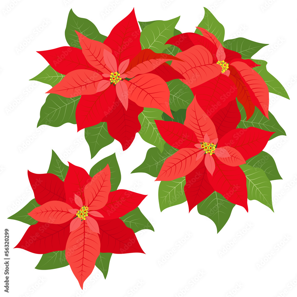 Red poinsettias decorations isolated on white