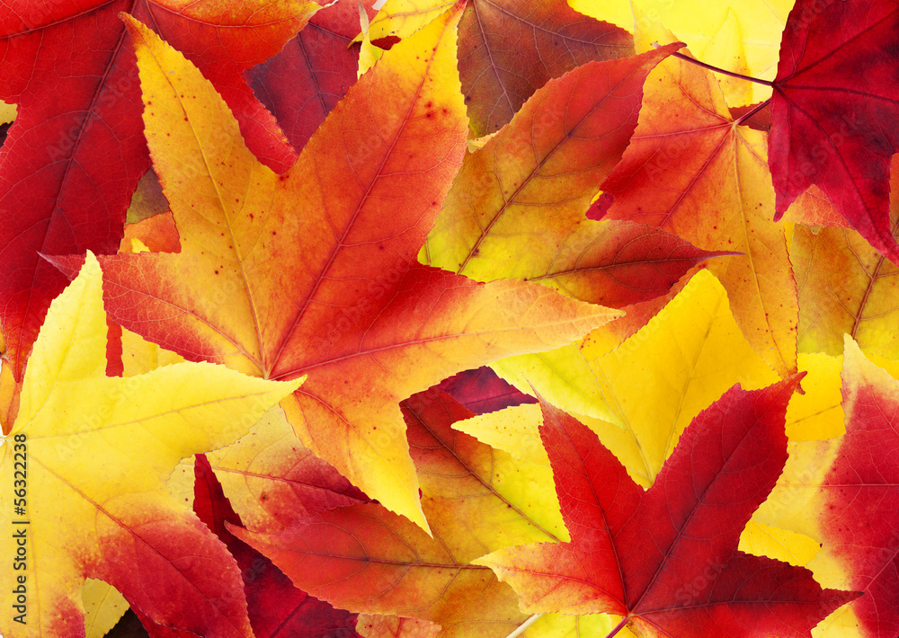 Fototapeta premium Herbstlaub
