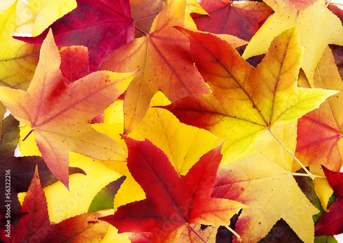 Herbstlaub