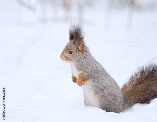 Squirrel on the snow © usbfco