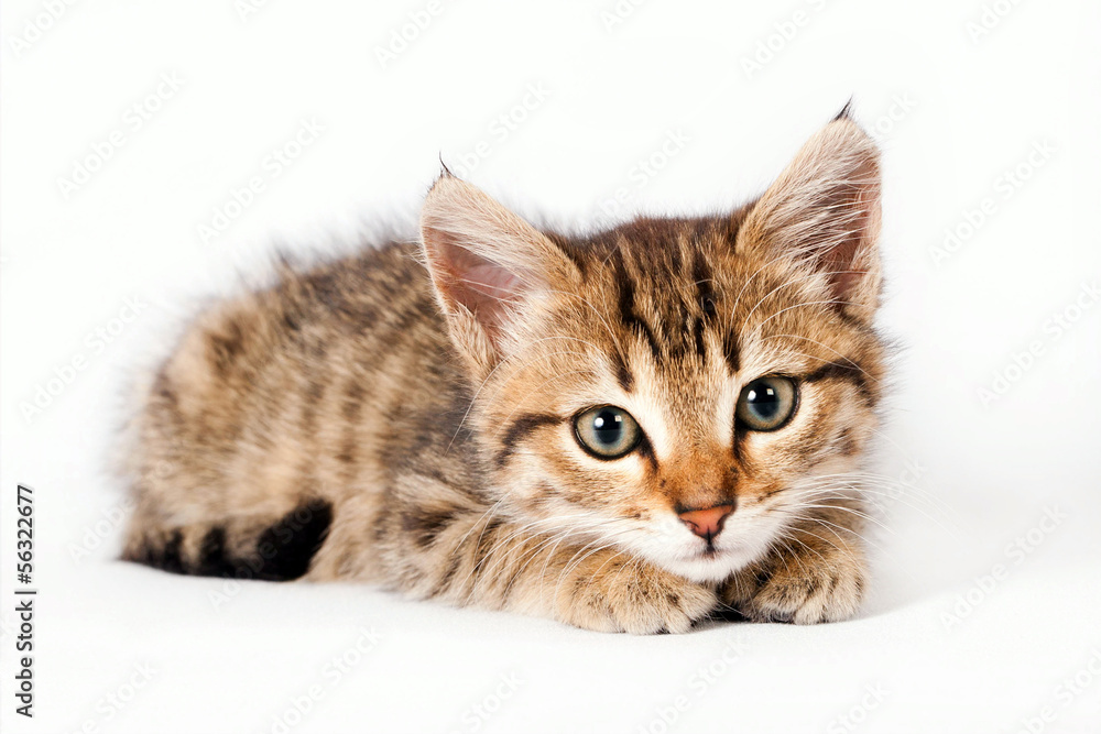 British kitten lying on a white background