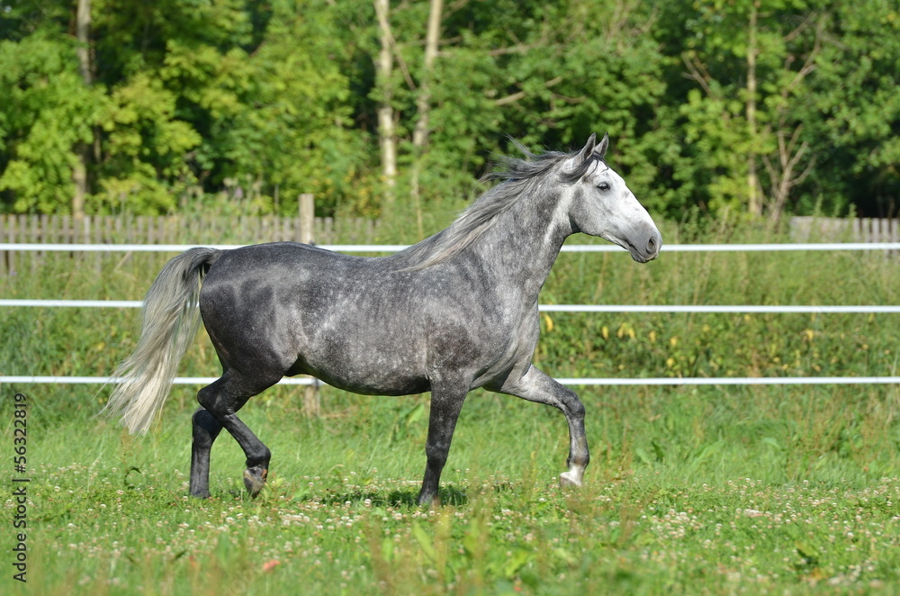 Trabender Lipizzaner