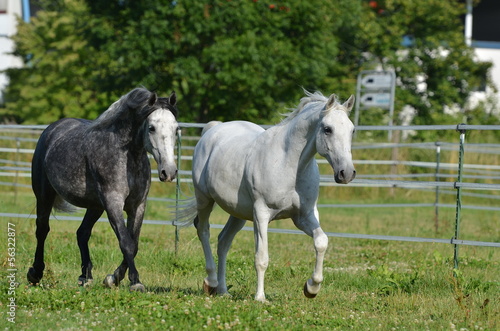 Zwei trabende Lipizzaner © ScullyPictures