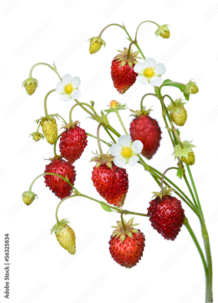 Wild strawberry twig Wild strawberry twig