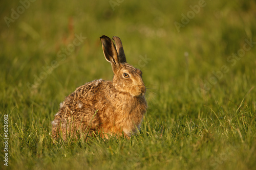 Brown hare, Lepus europaeus © Erni