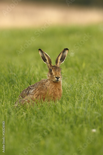 Brown hare, Lepus europaeus