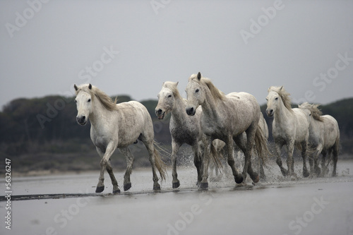 Fototapeta Naklejka Na Ścianę i Meble -  Camargue white horse