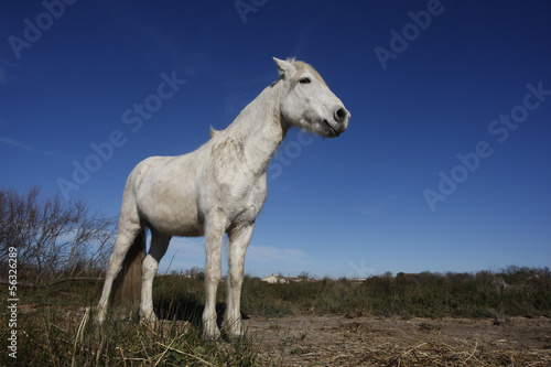 Camargue white horse © Erni