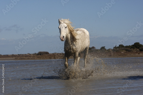 Fototapeta Naklejka Na Ścianę i Meble -  Camargue white horse