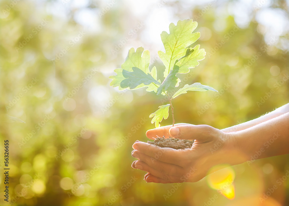 Planting a new oak tree Stock Photo Adobe Stock