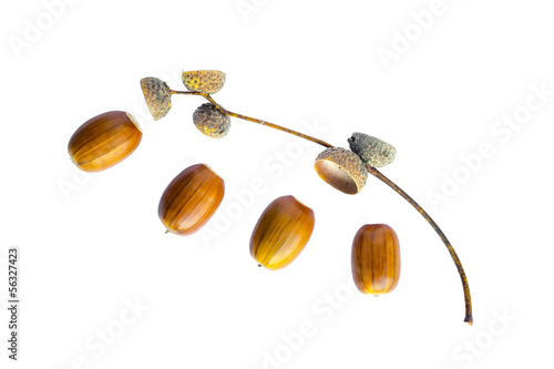 Acorns and sprig on white background photo