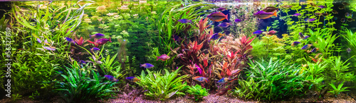 Stampa su tela Ttropical freshwater aquarium with fishes