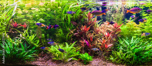 Fotografia Ttropical freshwater aquarium with fishes