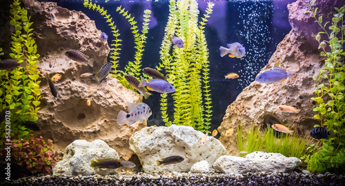 Ttropical freshwater aquarium with fishes photo