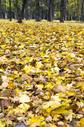 Fototapeta autumn leaves