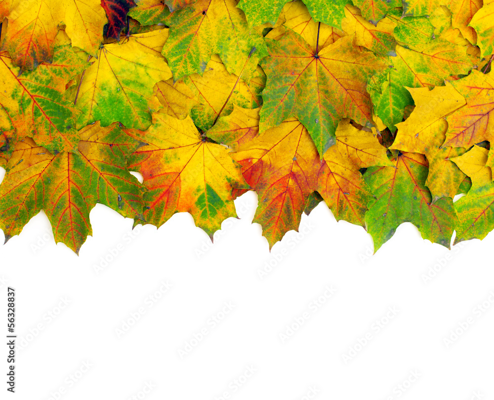Fototapeta premium autumn leafs