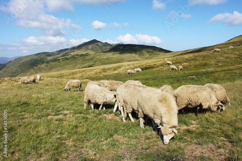 herd of sheep in the mountains