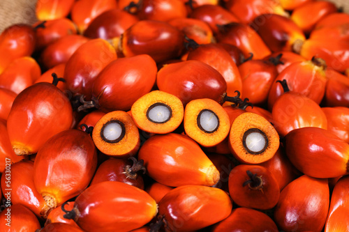 Oil palm fruit