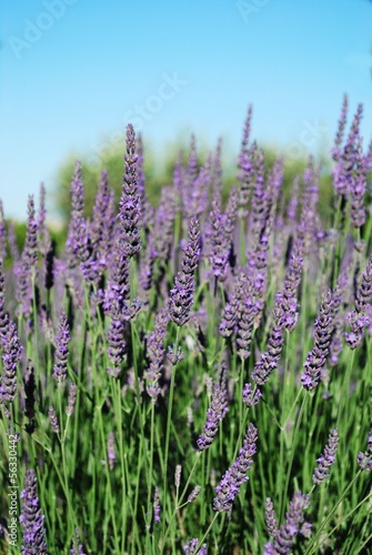 Lavender flowers blooming in summer  Provence  France