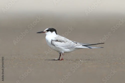 Common Tern (Sterna hirundo)