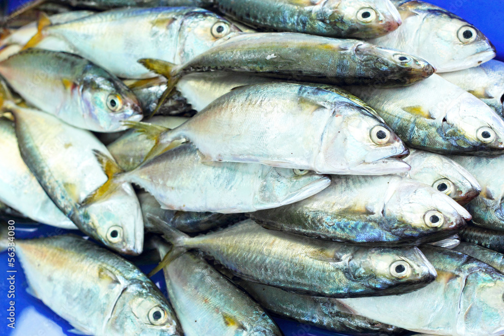 Fresh fish in the market. Fresh fish in the market.
