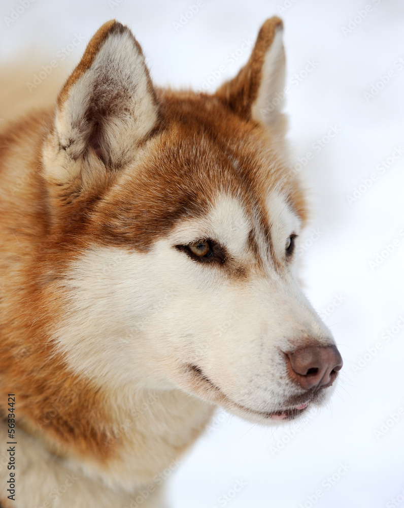 Obraz premium Siberian husky dog winter portrait