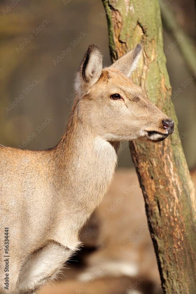 Deer Deer