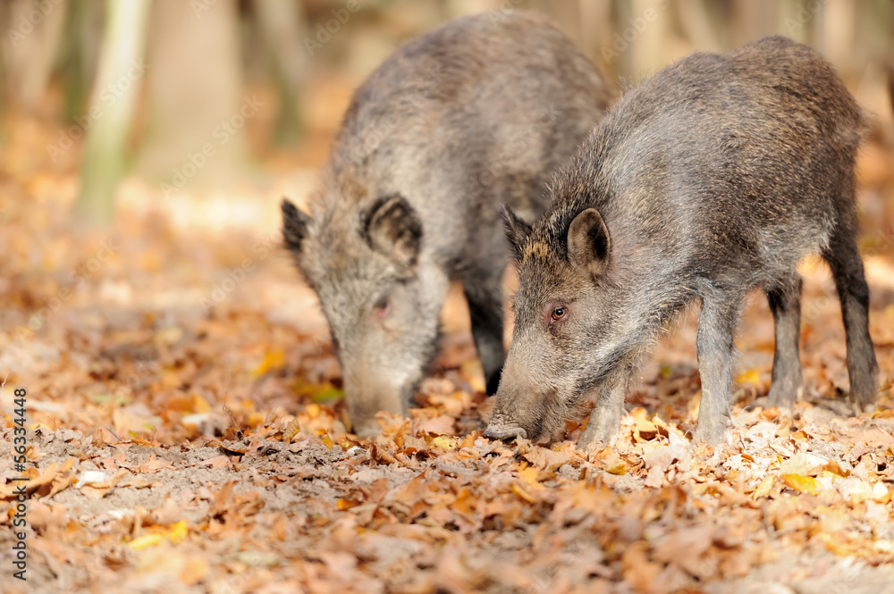 Wild boar Wild boar