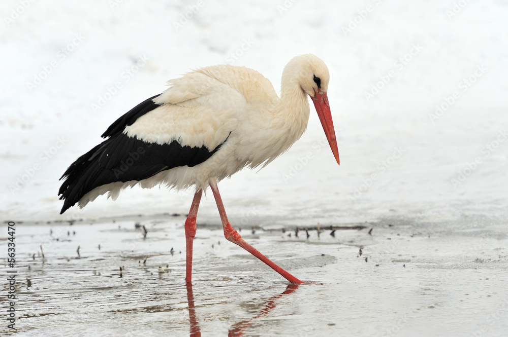Stork Stork