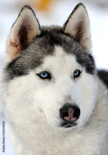 Siberian husky dog winter portrait © byrdyak