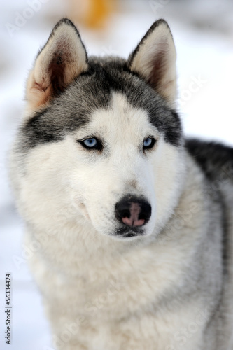 Siberian husky dog winter portrait