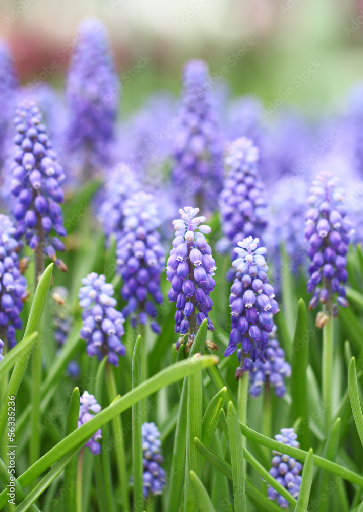 Obraz premium Purple muscari botryoides field
