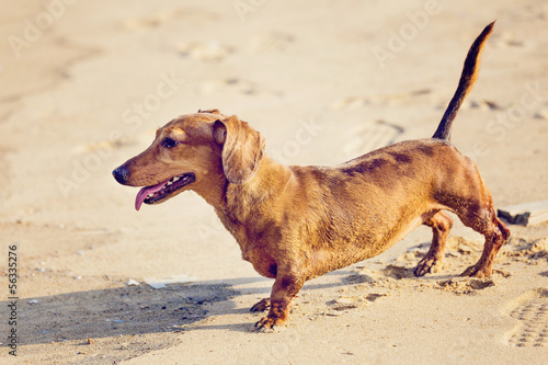 Dachshund Dog in beach photo