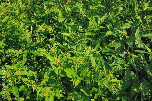 Bidens tripartita