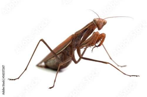 Mantis religiosa in waiting pose isolated on white