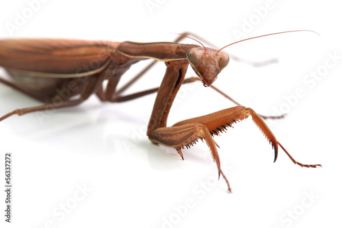 Female of European Mantis. Macro