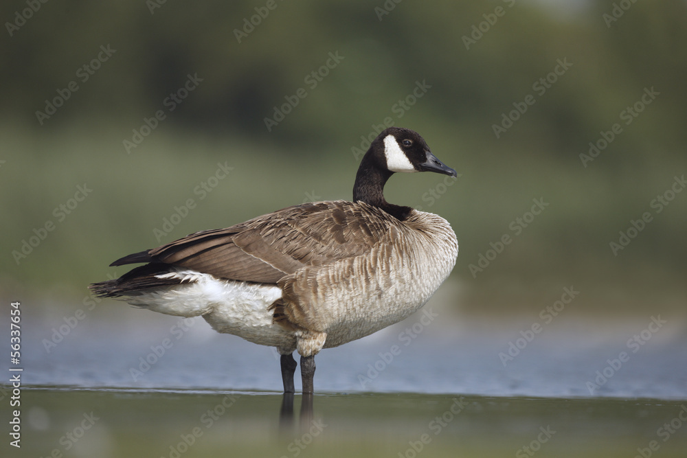 Canada goose, Branta canadensis Canada goose, Branta canadensis