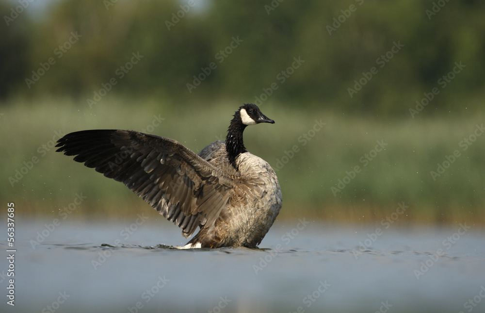 Canada goose, Branta canadensis