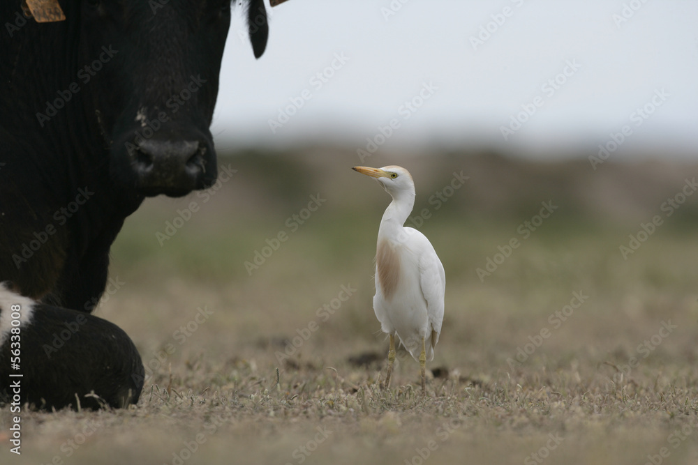 Obraz premium Cattle egret, Bubulcus ibis