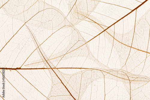 Leaves texture © Maksim Shebeko