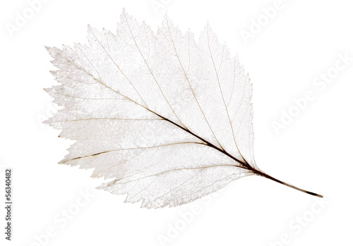 light leaf skeleton isolated on white