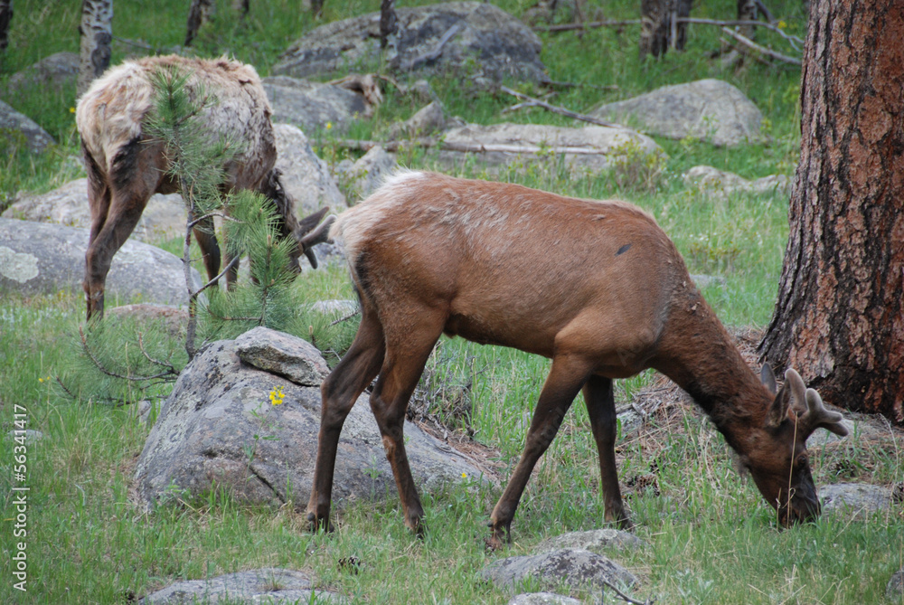 Deers in Rocky Mountain National Park, CO, USA Deers in Rocky Mountain National Park, CO, USA