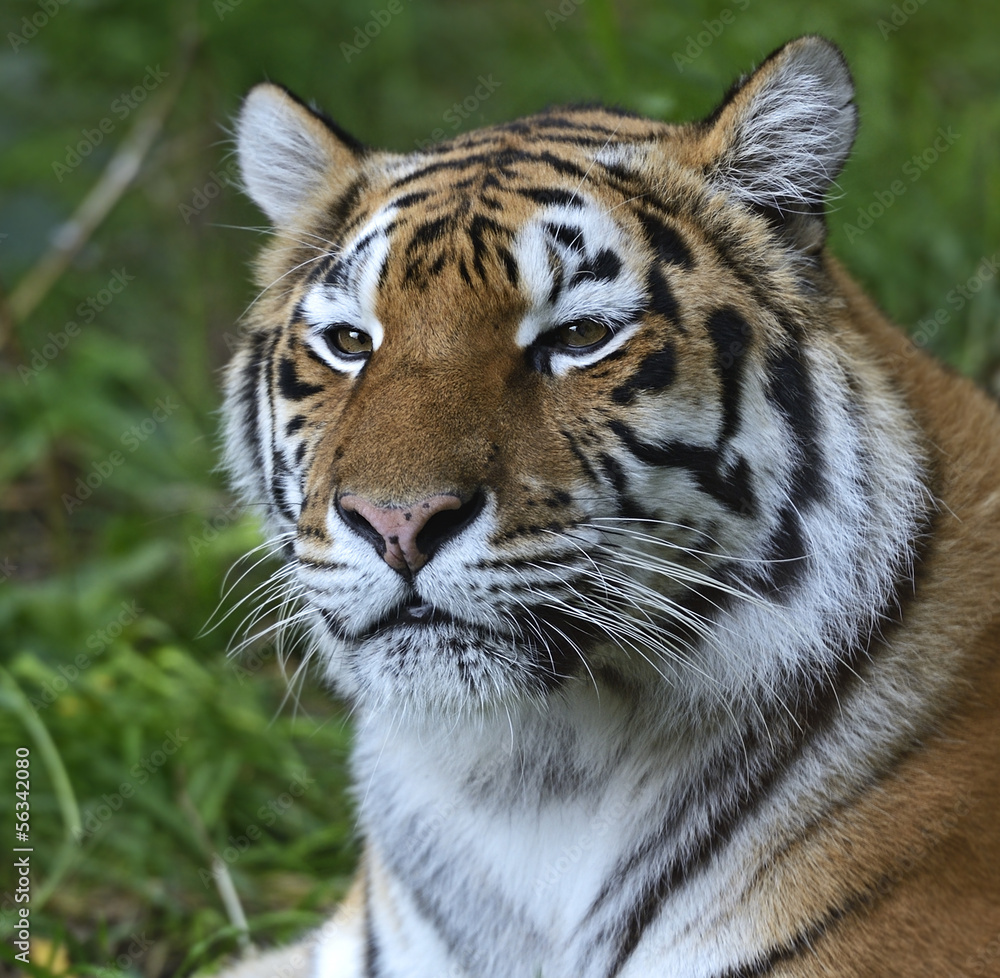 Skin Amur Tiger