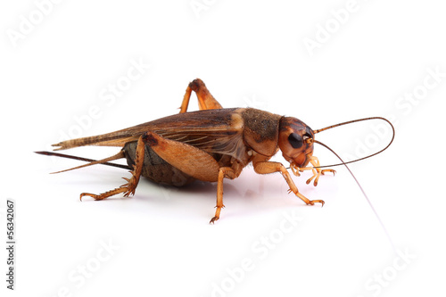 House cricket cleaning mustache on white