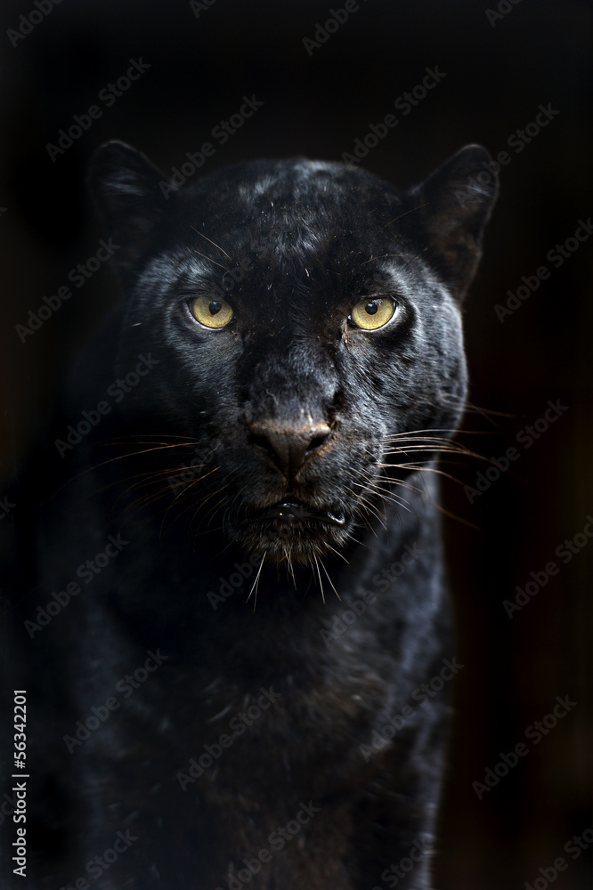 Obraz premium Amur Leopard