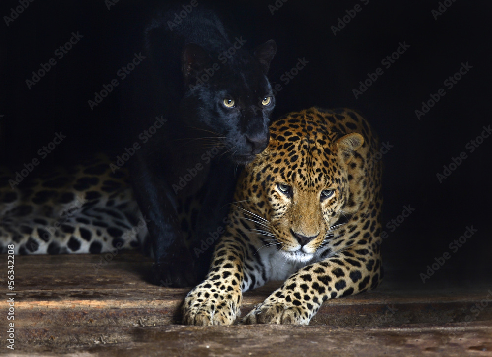 Amur Leopard