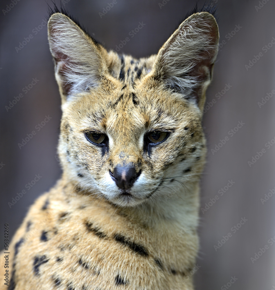 Portrait of a serval in nature Portrait of a serval in nature