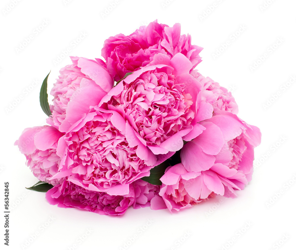 bunch of pink peonies isolated on white background